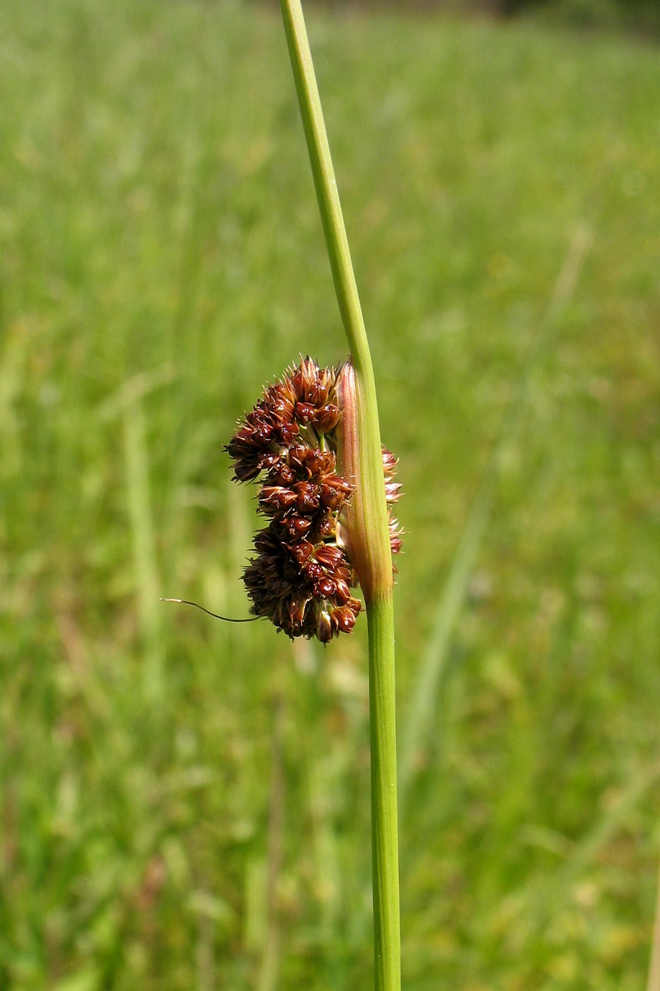 Изображение особи Juncus conglomeratus.