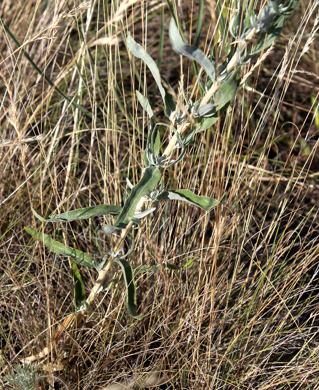 Image of Krascheninnikovia ceratoides specimen.