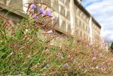 Lactuca tatarica