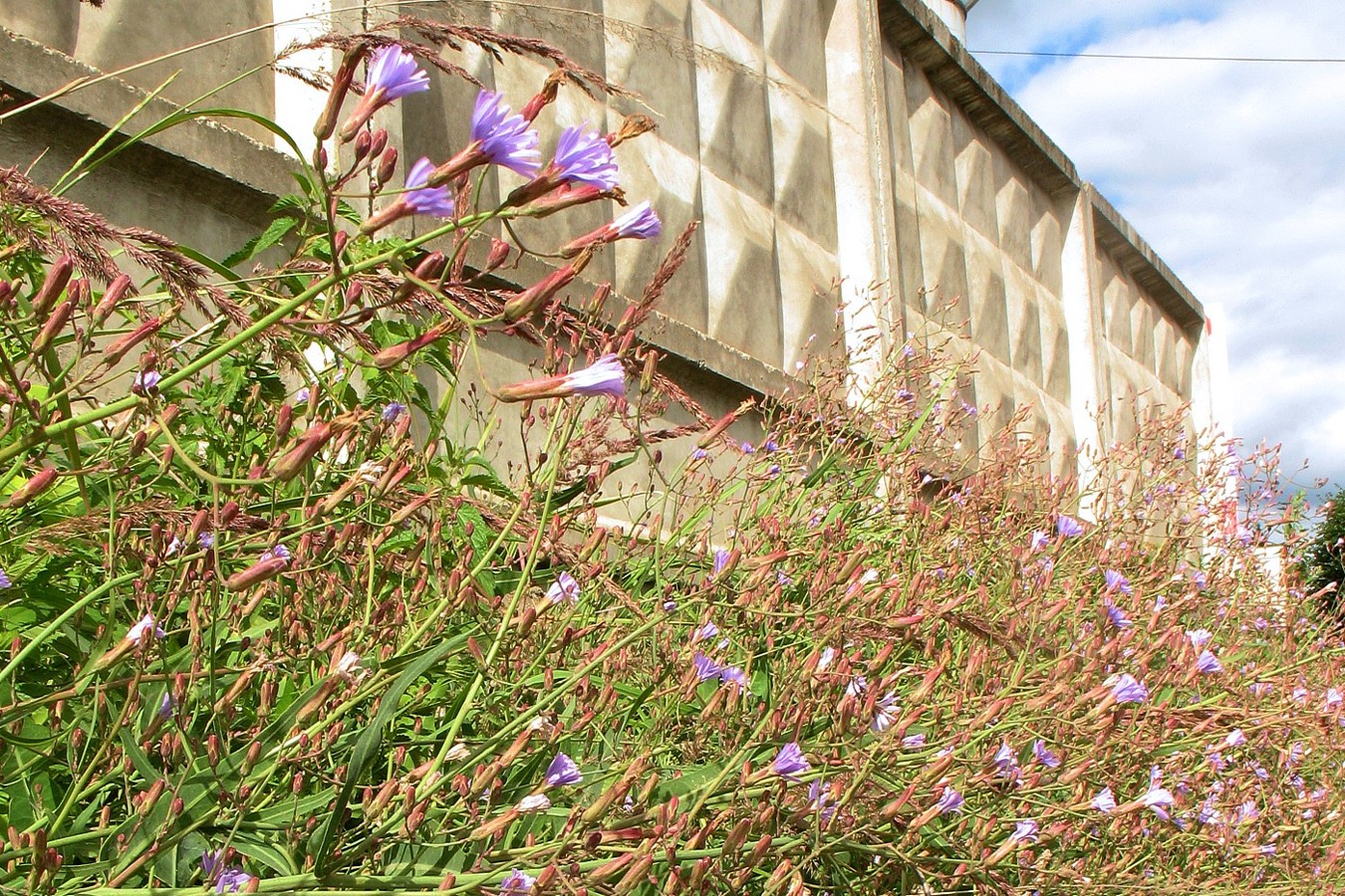 Image of Lactuca tatarica specimen.