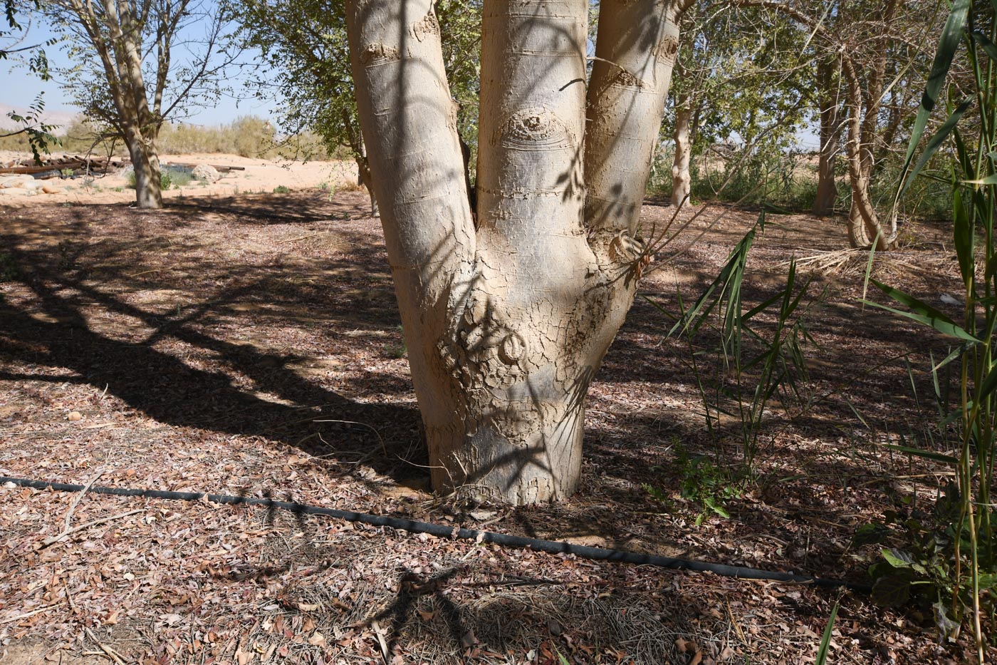 Изображение особи Sclerocarya birrea.