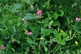 Lathyrus latifolius. Верхушка цветущего растения. Сербия, национальный парк Тара, плоскогорье Равна Тара, луг на опушке хвойно-лиственного леса. 09.07.2019.