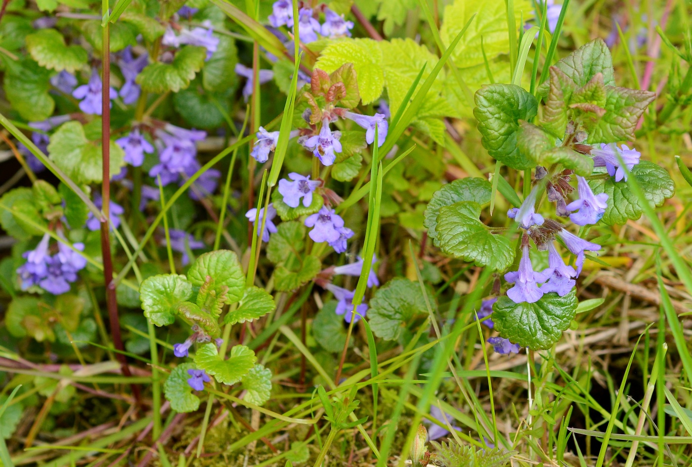 Изображение особи Glechoma hederacea.