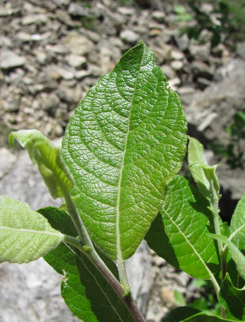 Image of Salix caprea specimen.