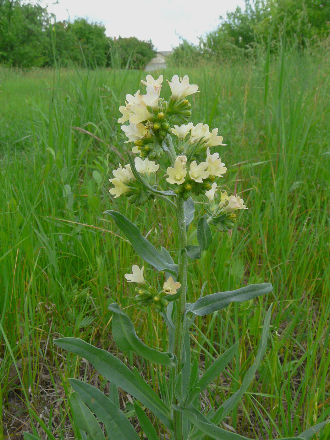 Image of Anchusa pseudochroleuca specimen.