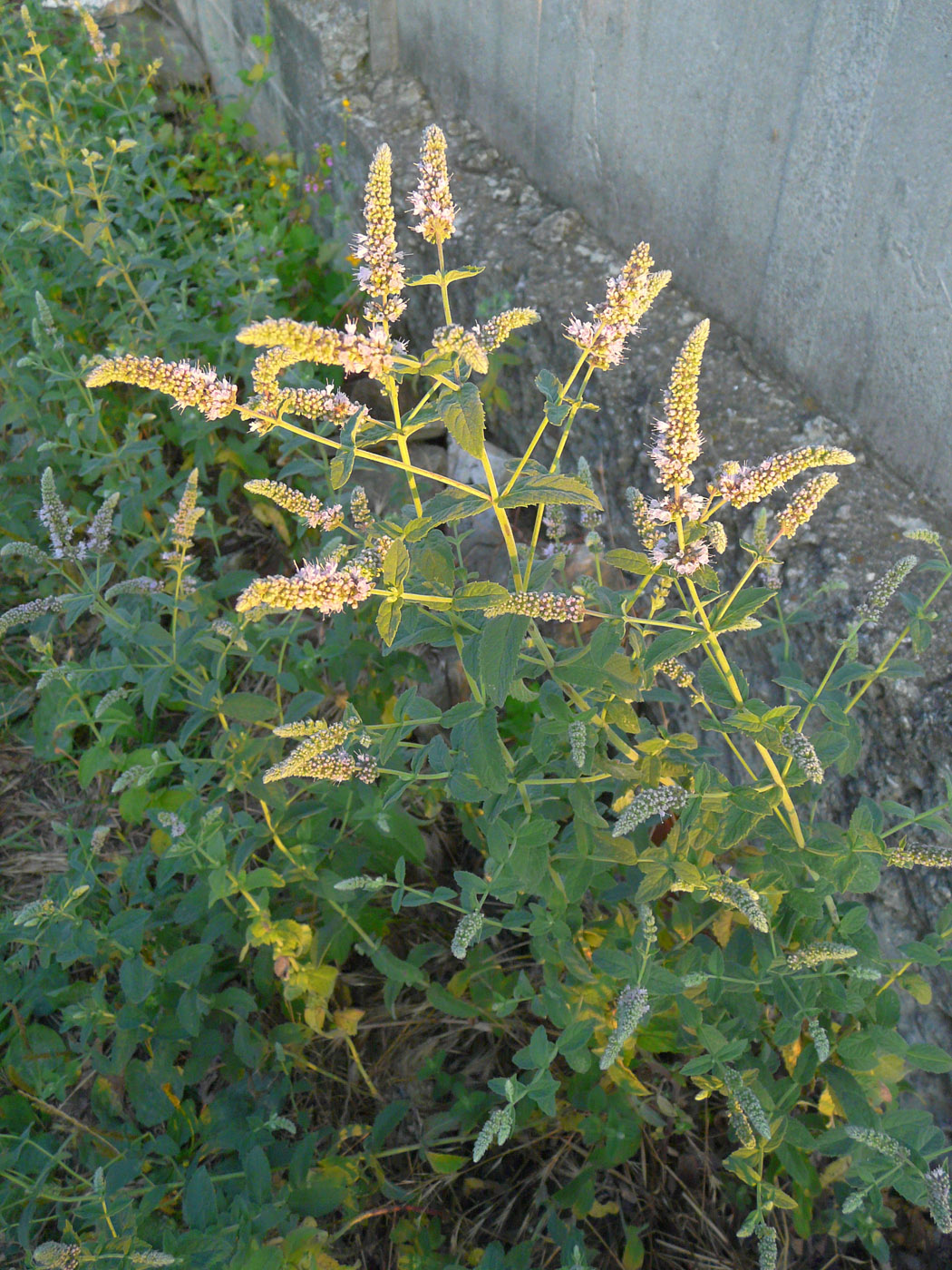 Image of Mentha longifolia specimen.