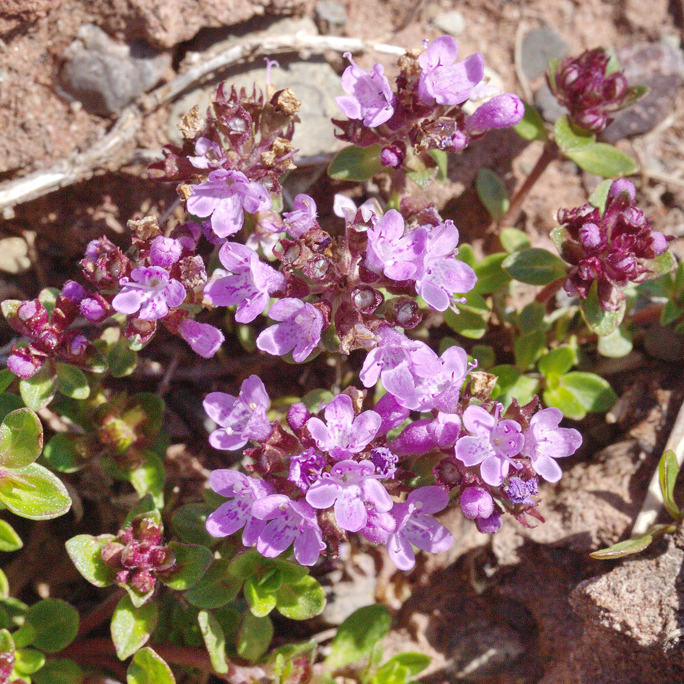 Изображение особи Thymus seravschanicus.