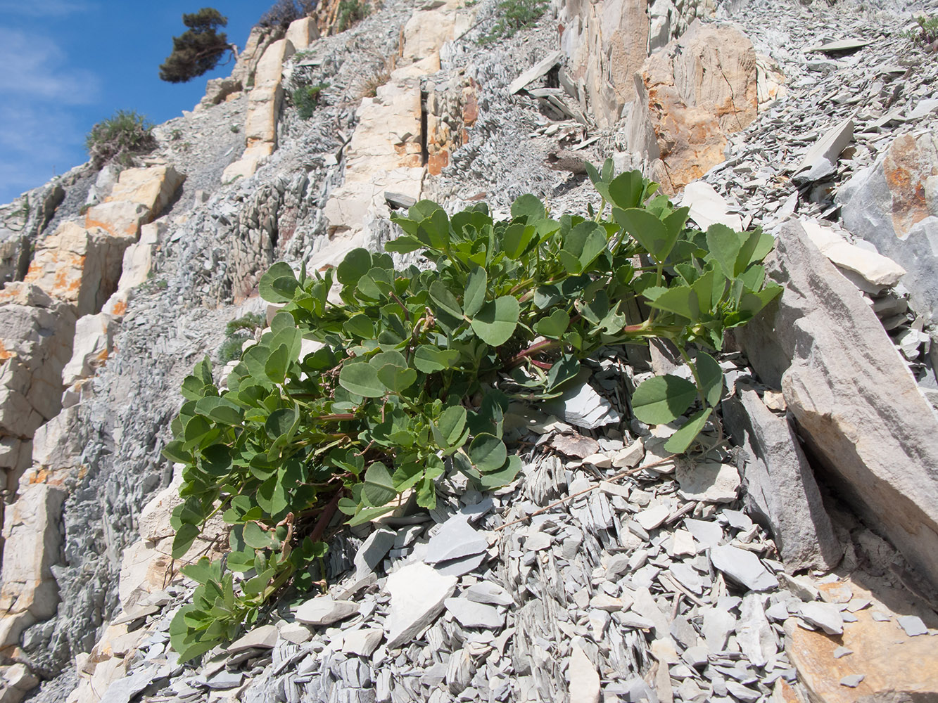 Изображение особи Melilotus officinalis.