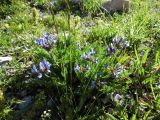 Oxytropis lazica