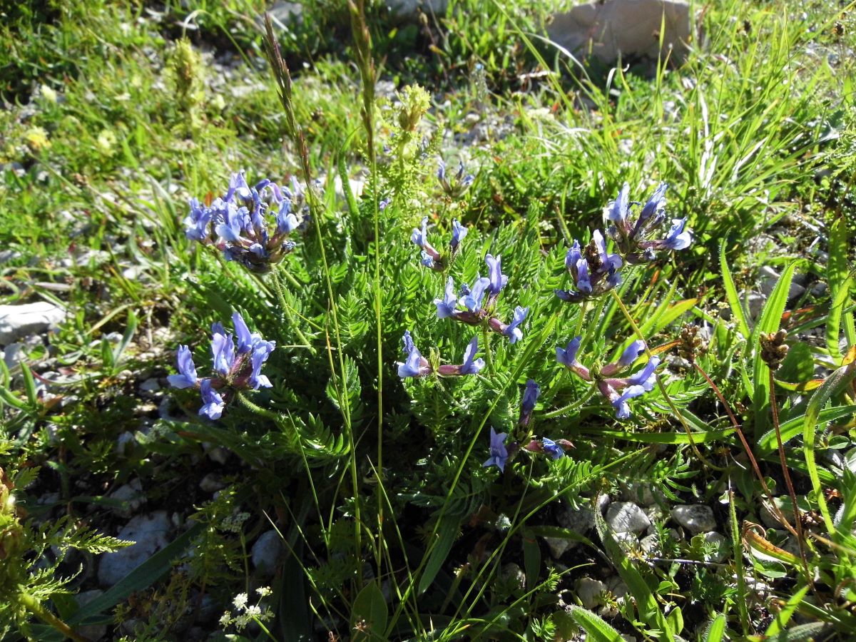 Image of Oxytropis lazica specimen.