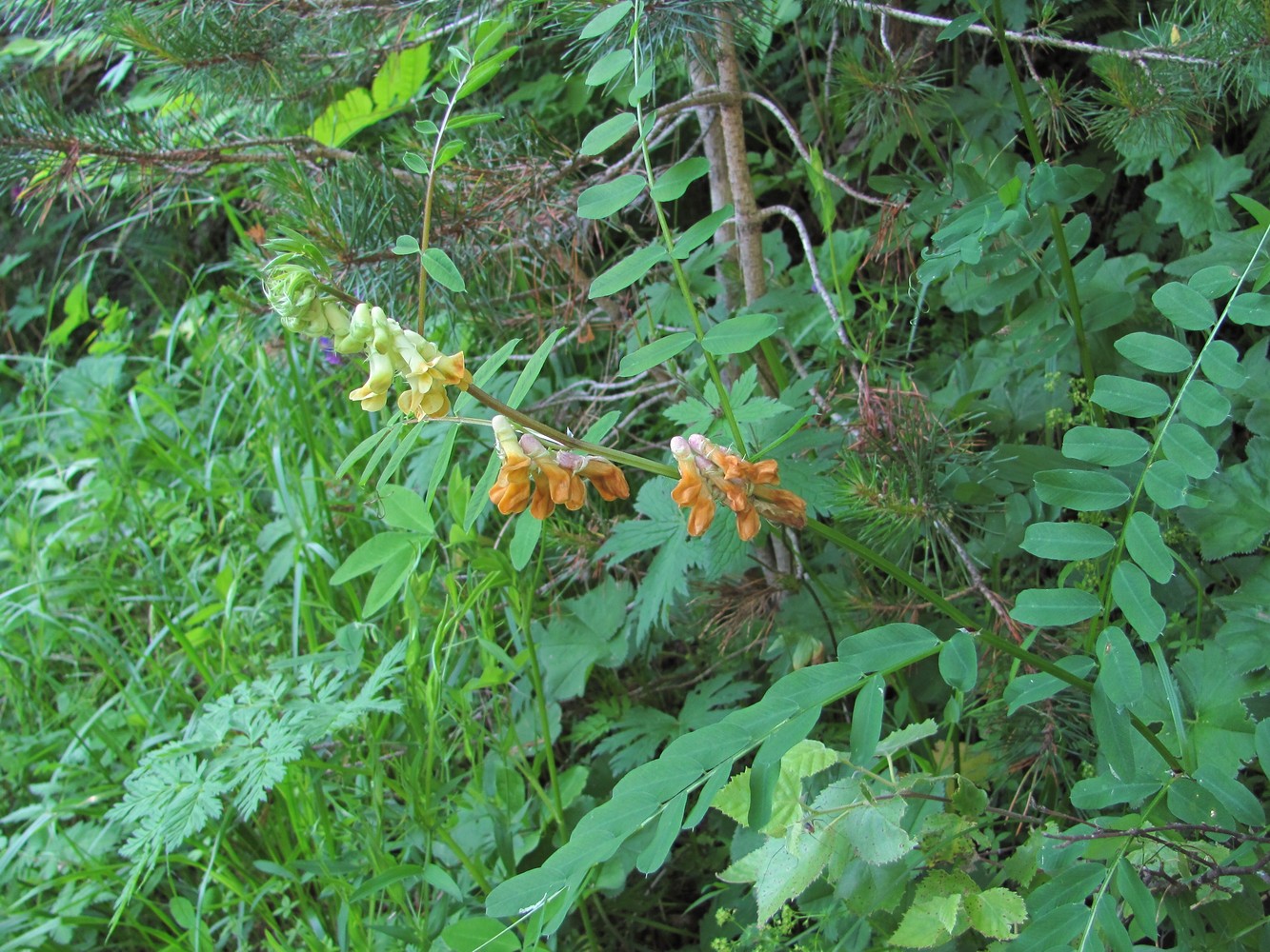 Изображение особи Vicia balansae.