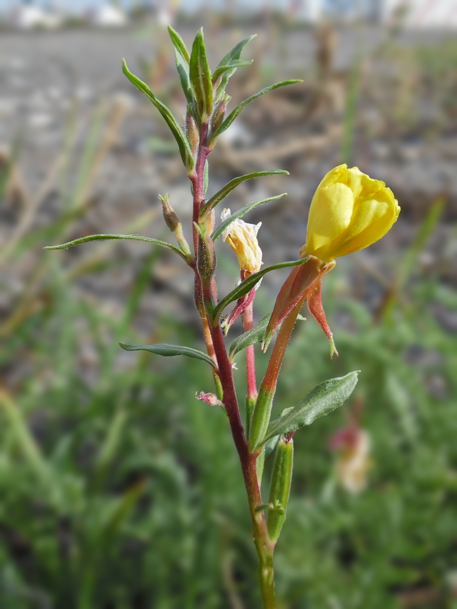 Image of Oenothera coloratissima specimen.