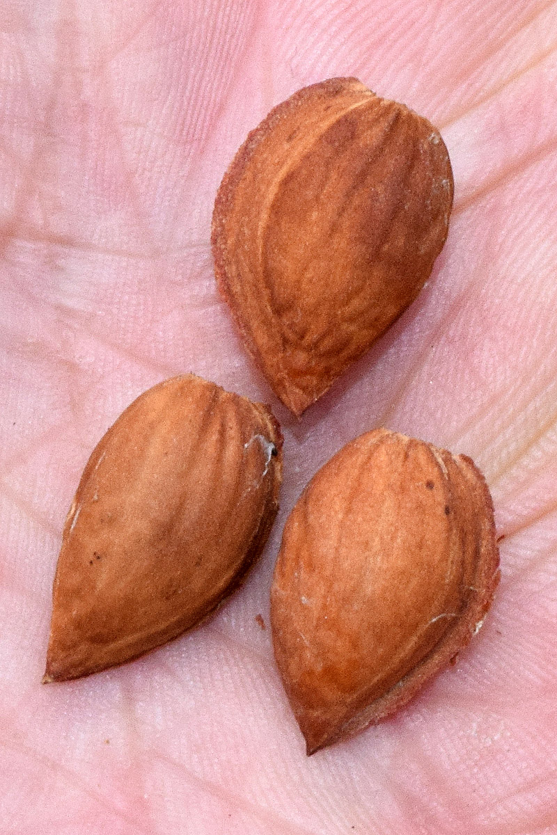 Image of Amygdalus spinosissima specimen.