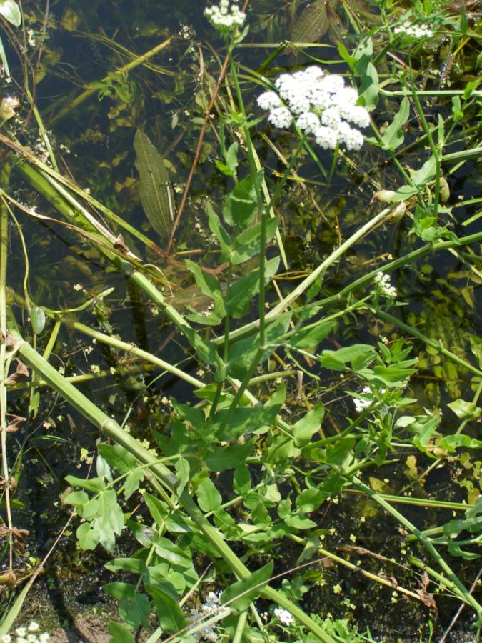 Изображение особи Sium latifolium.