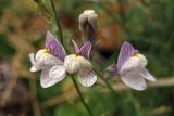 Linaria repens