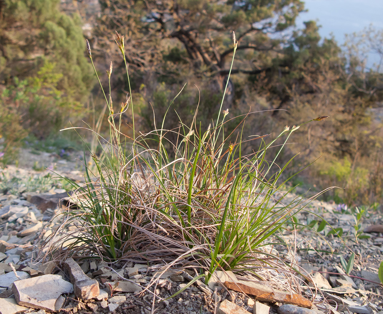 Изображение особи Carex halleriana.