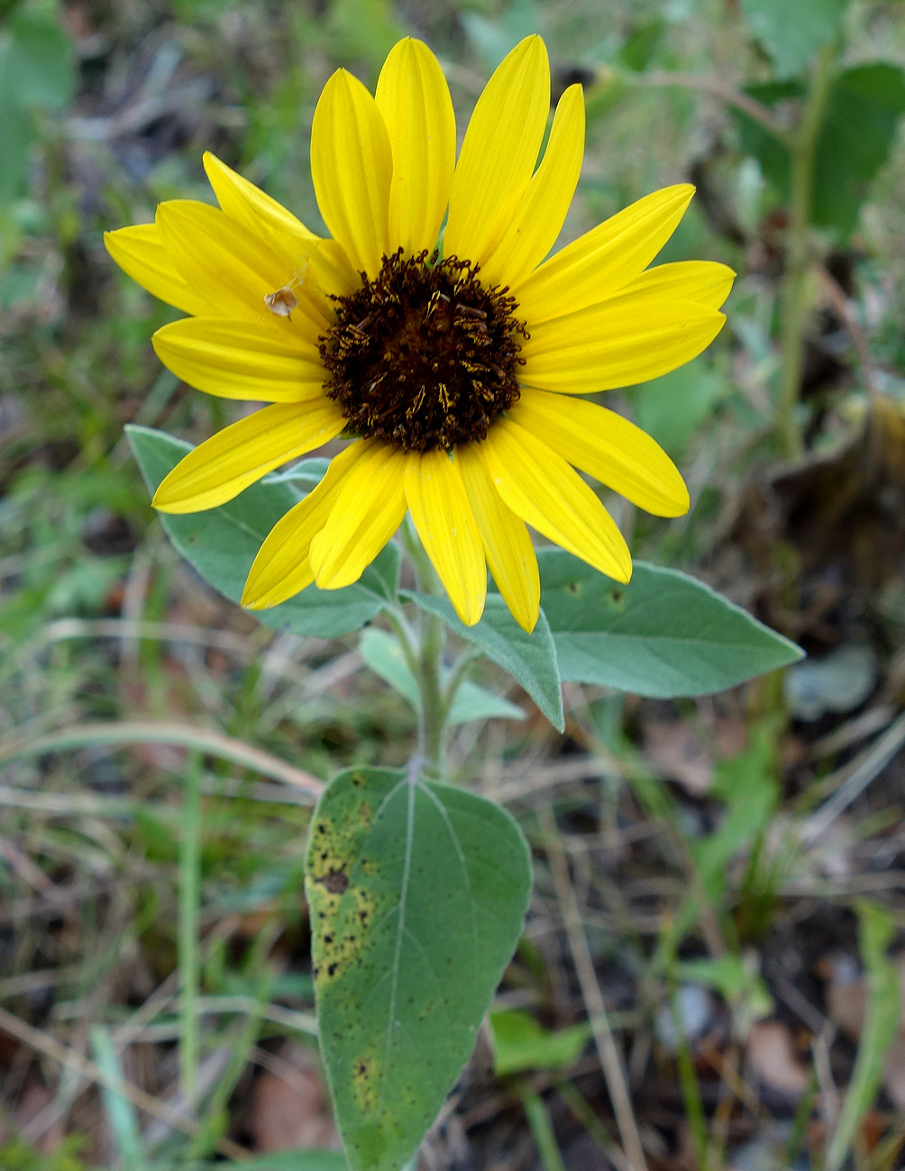 Изображение особи Helianthus lenticularis.