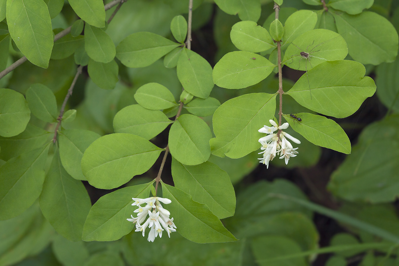 Image of Ligustrum yezoense specimen.