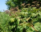 Filipendula camtschatica. Верхушки плодоносящих растений. Сахалинская обл., Невельский р-н, вдоль побережья между автодорогой и насыпью ж. д. 14.08.2019.