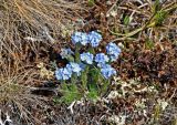 Eritrichium villosum. Цветущие растения. Алтай, Кош-Агачский р-н, долина р. Аккаллу-Озек, ≈ 2500 м н.у.м., горная тундра. 17.06.2019.