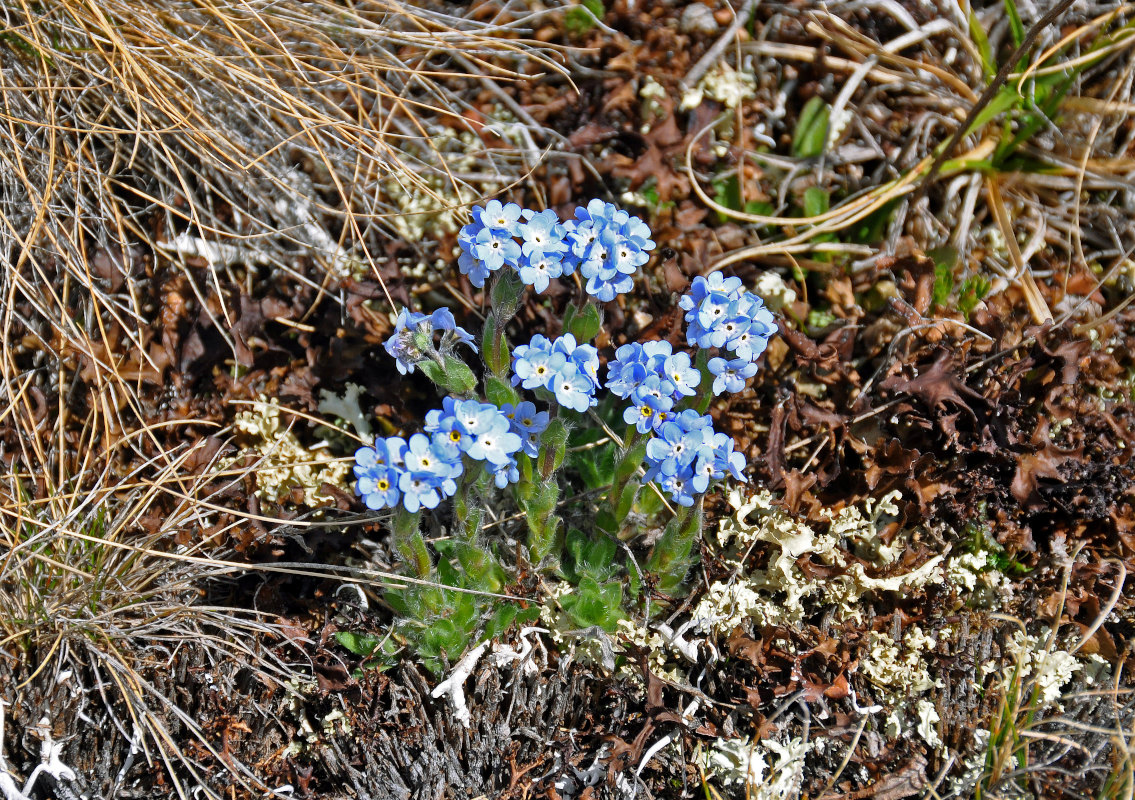 Изображение особи Eritrichium villosum.