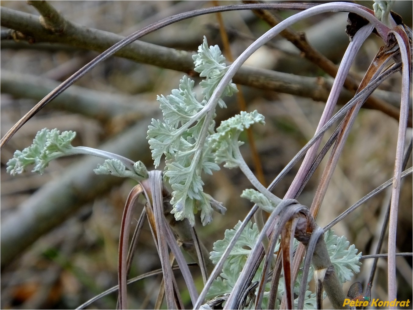 Image of Artemisia absinthium specimen.