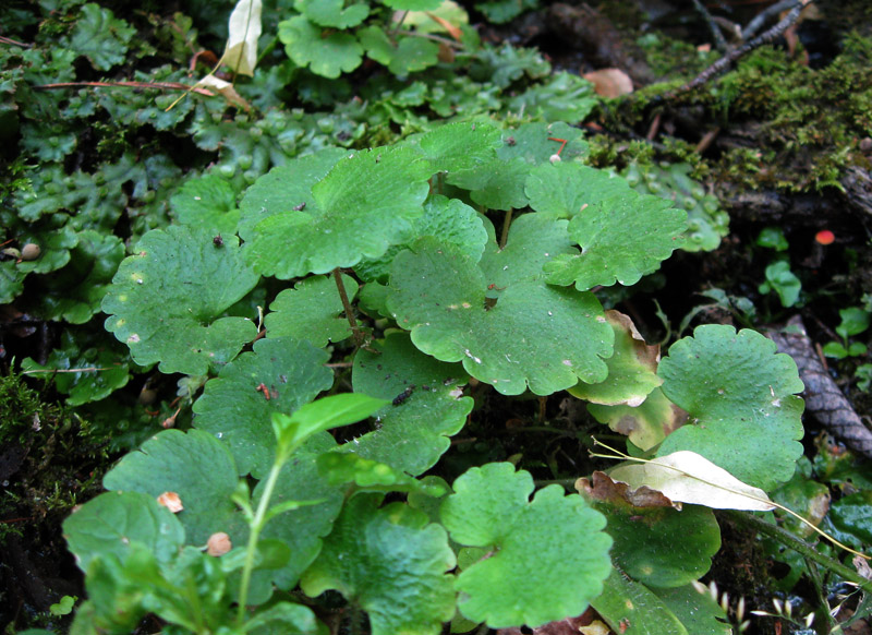 Изображение особи Chrysosplenium alternifolium.