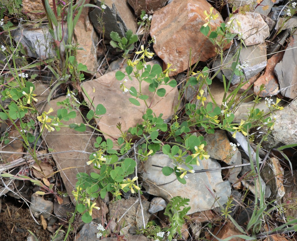 Image of genus Trigonella specimen.