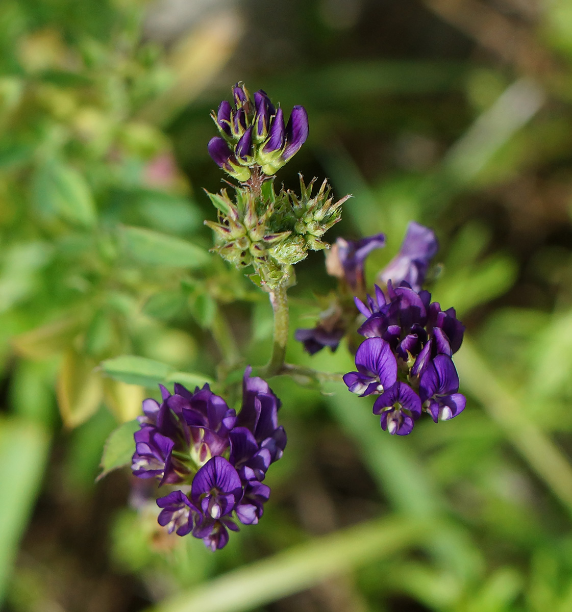 Image of Medicago sativa specimen.