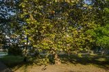 Platanus orientalis