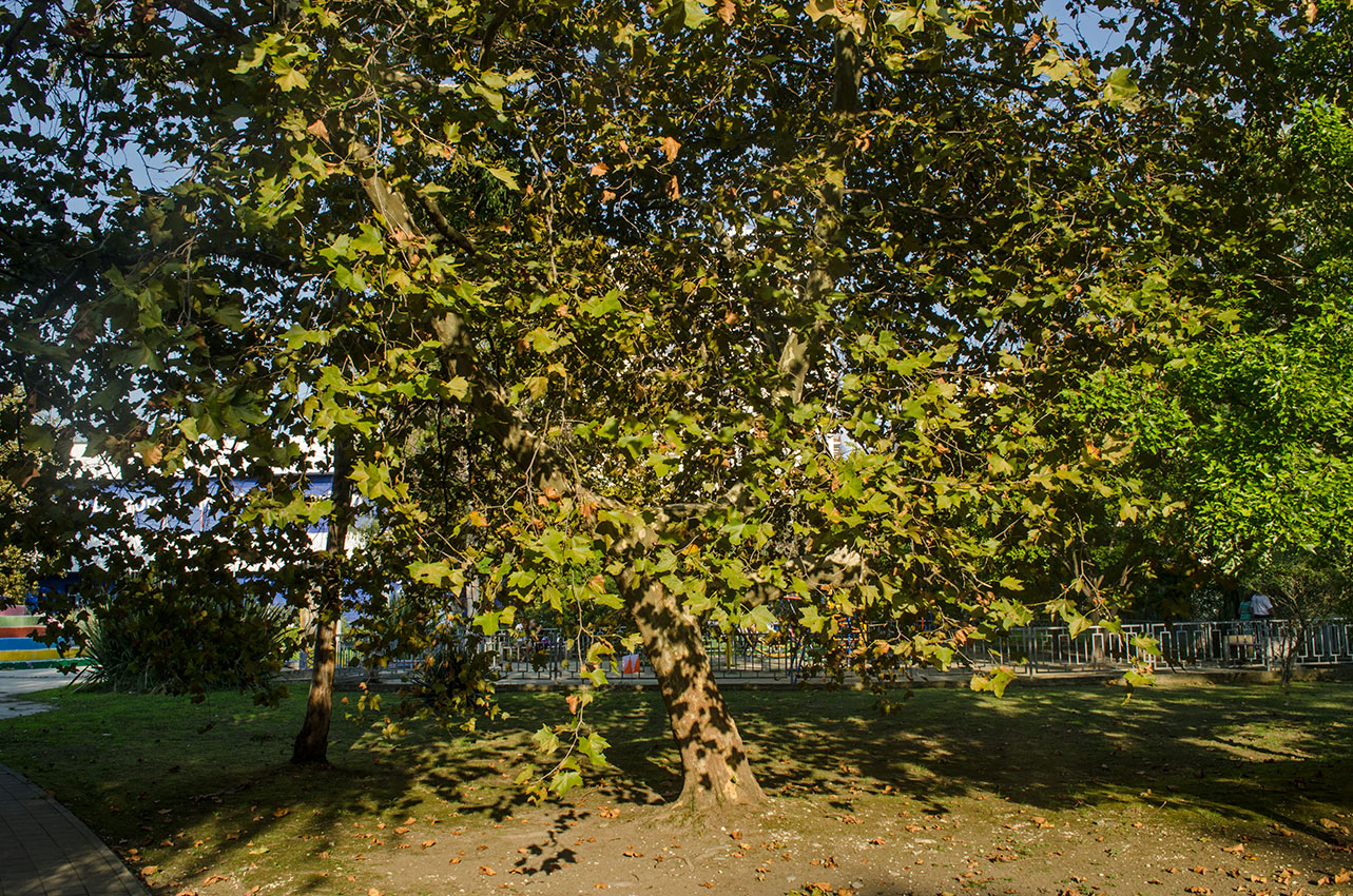 Изображение особи Platanus orientalis.