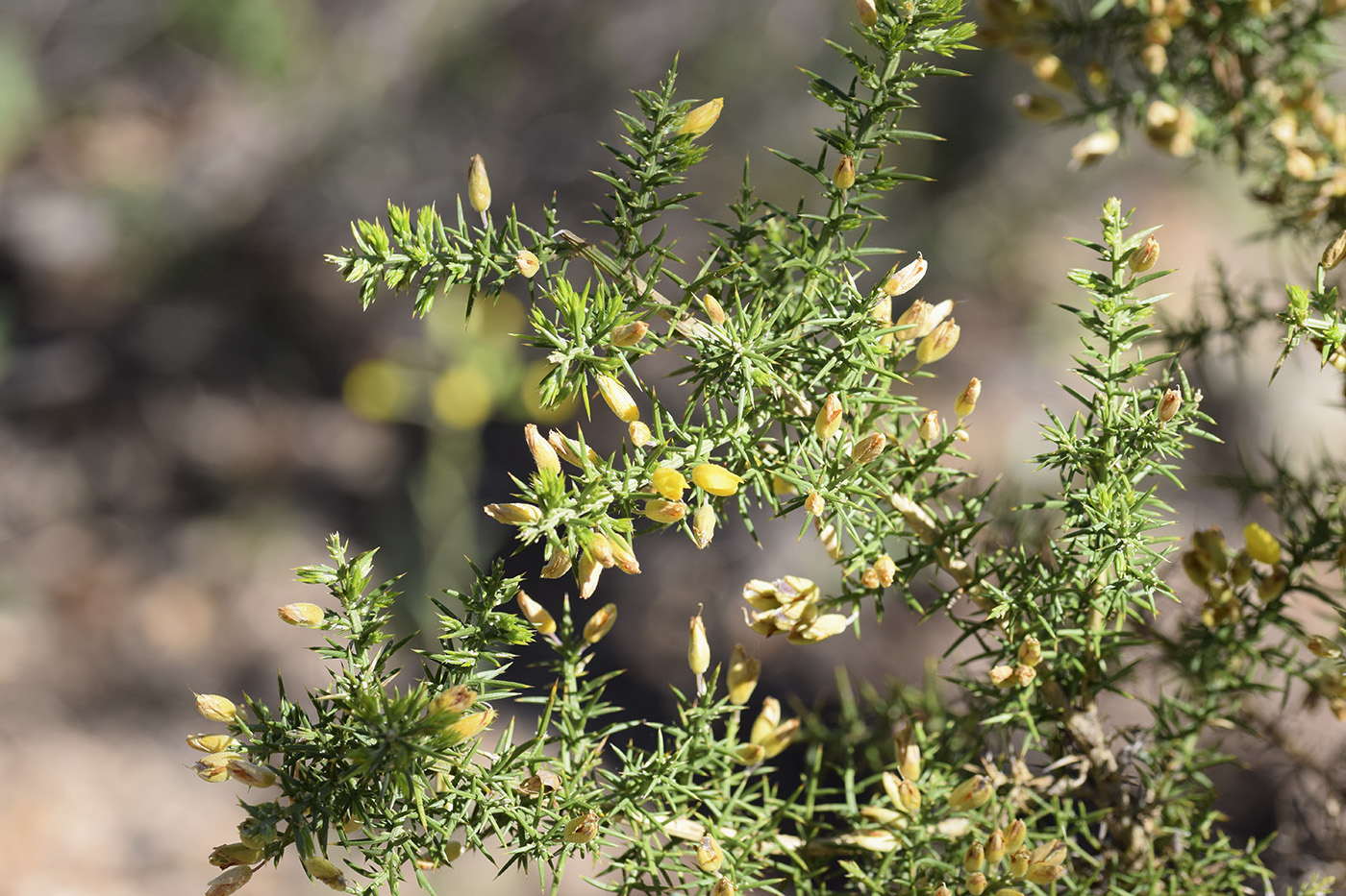 Изображение особи Ulex parviflorus.