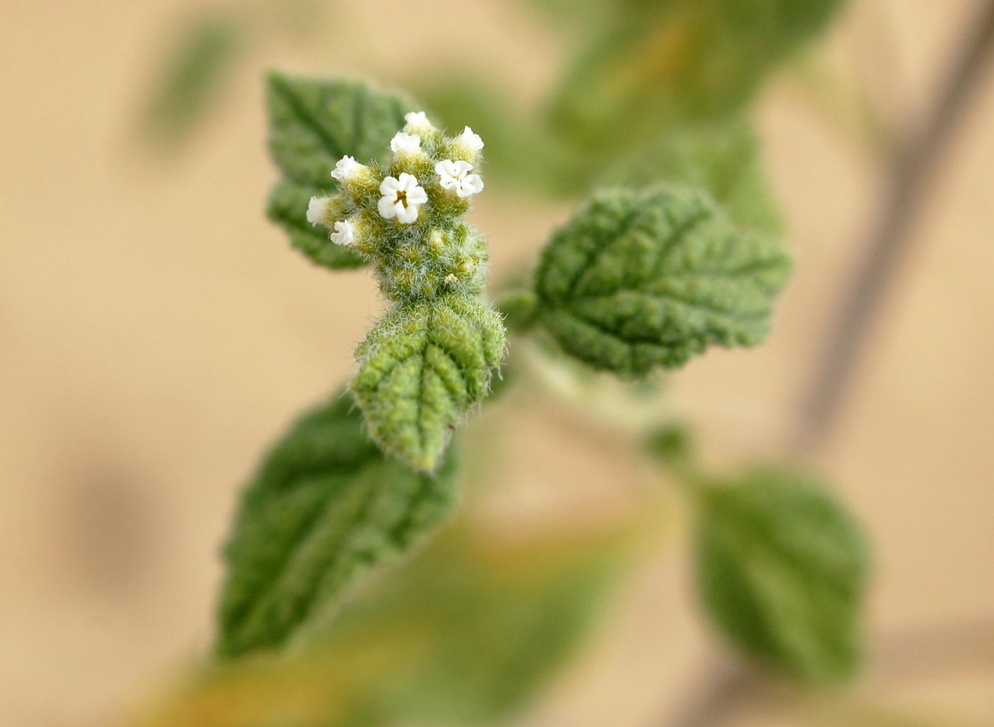 Image of Heliotropium arguzioides specimen.