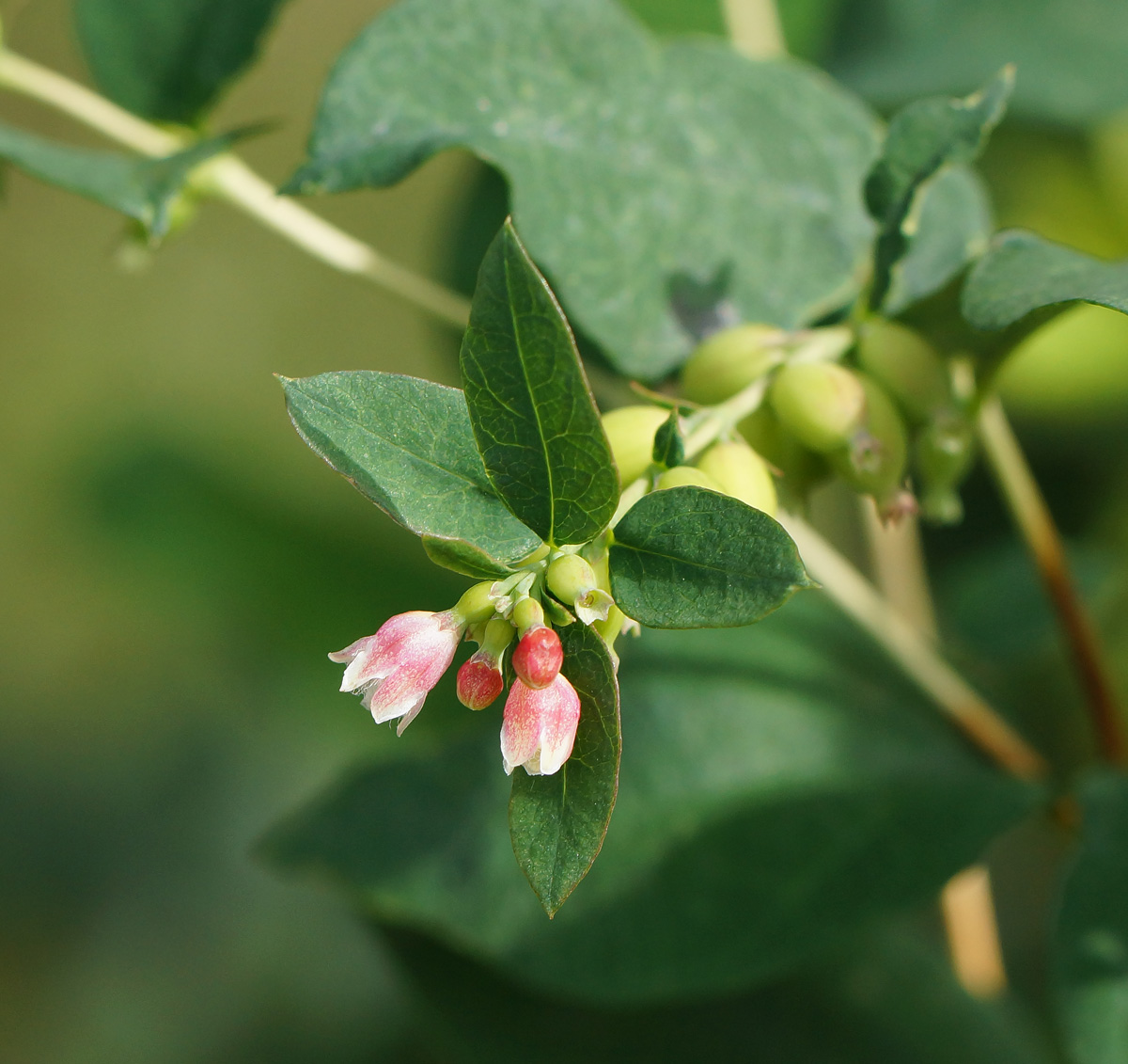 Изображение особи Symphoricarpos albus var. laevigatus.