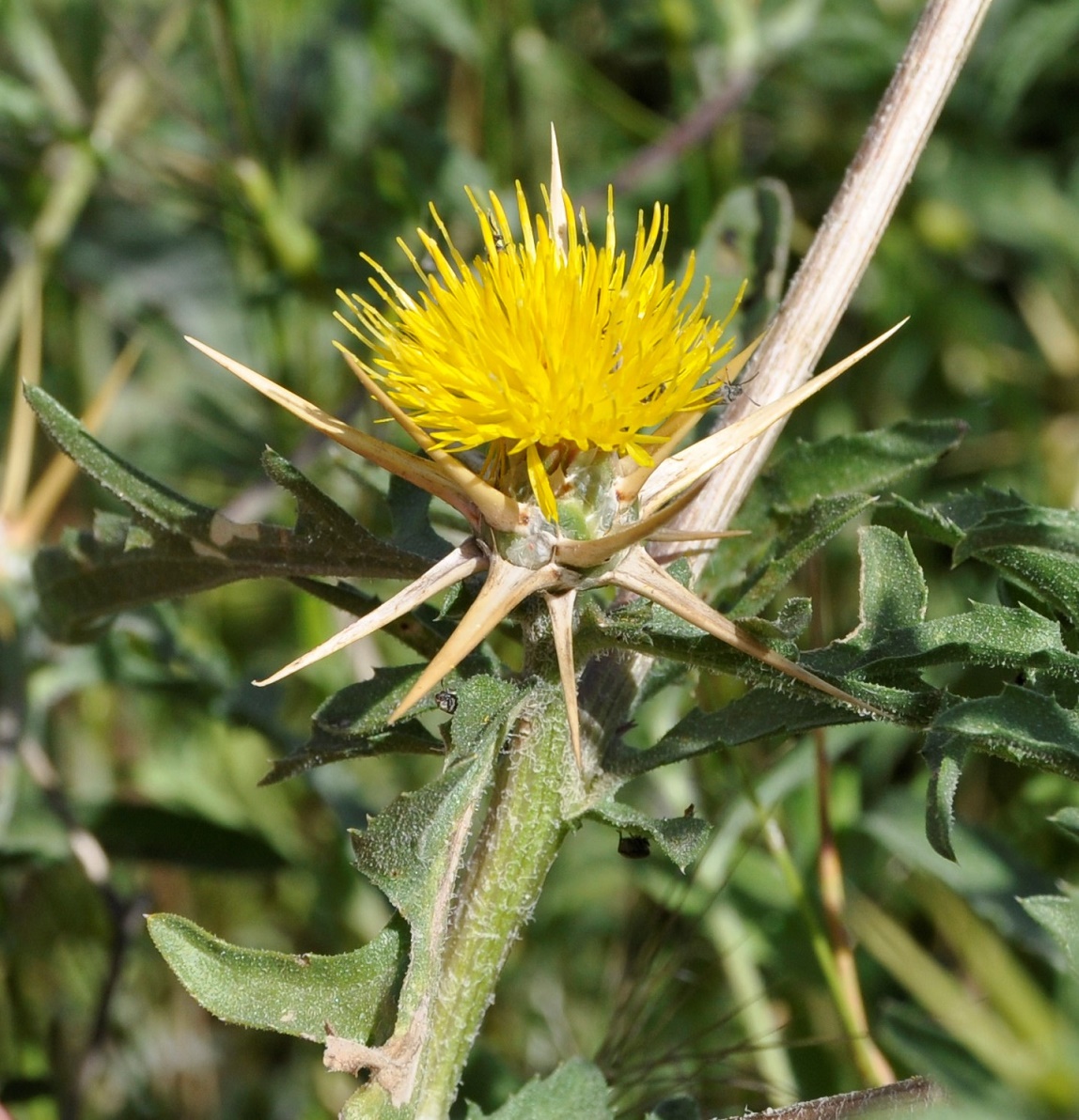 Image of Centaurea hyalolepis specimen.