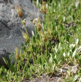 Dryas oxyodonta