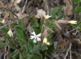 Melandrium latifolium