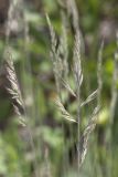 Festuca callieri. Соцветие. Крым, Бахчисарайский р-н, окр. с. Дачное, фруктовый сад. 13.05.2020.