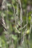 Festuca callieri