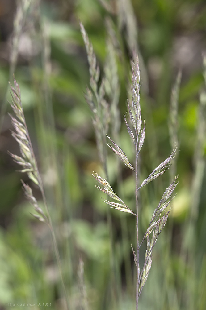 Image of Festuca callieri specimen.