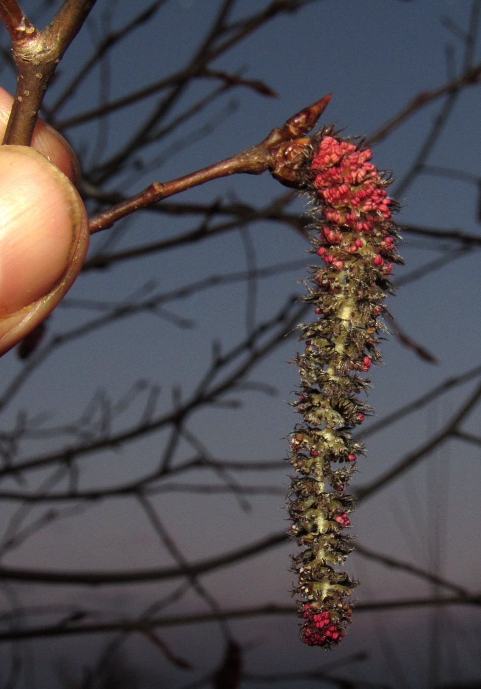 Image of Populus tremula specimen.
