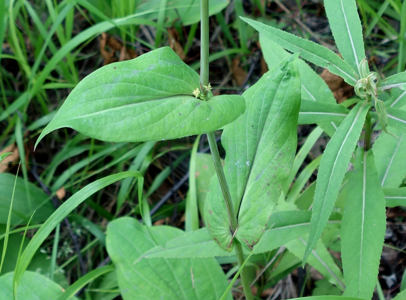 Image of Bupleurum longiradiatum specimen.