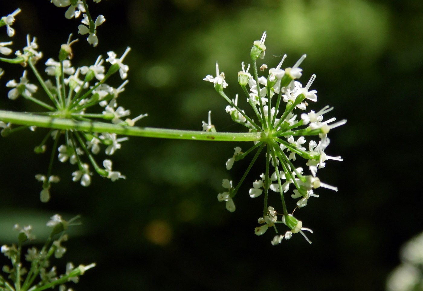 Image of Aegopodium podagraria specimen.