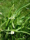 Sagittaria trifolia