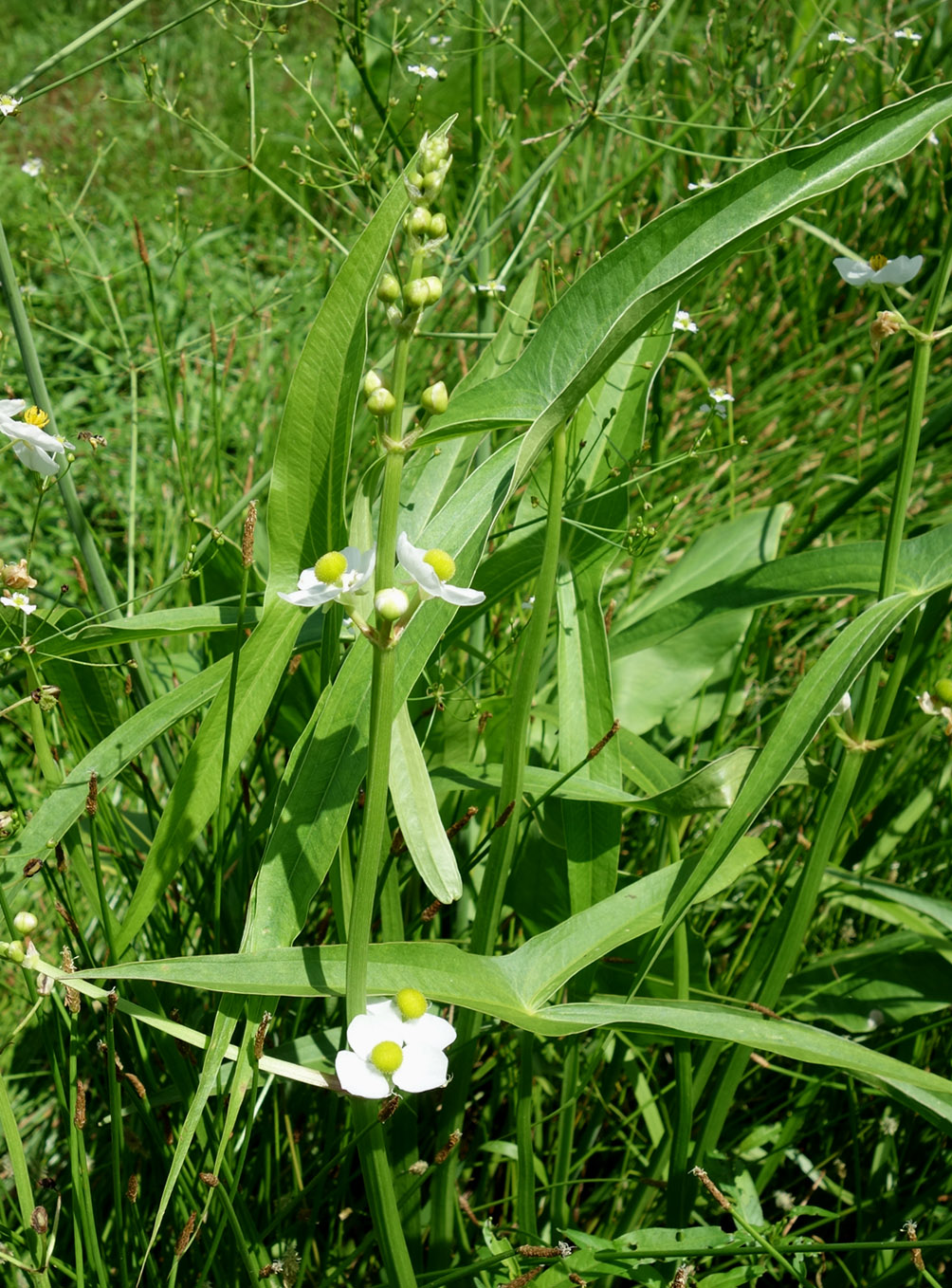 Image of Sagittaria trifolia specimen.