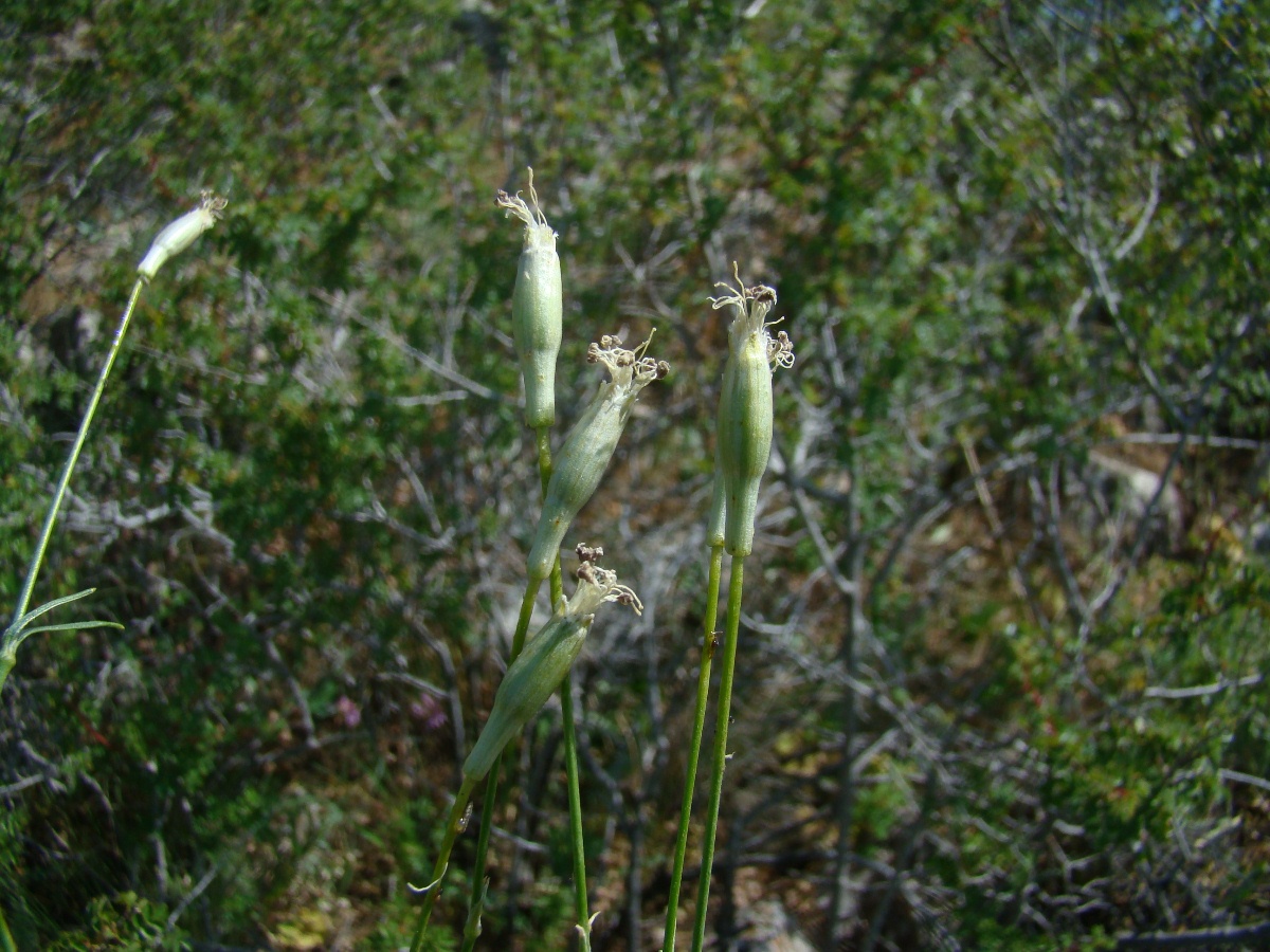 Изображение особи Silene obtusidentata.