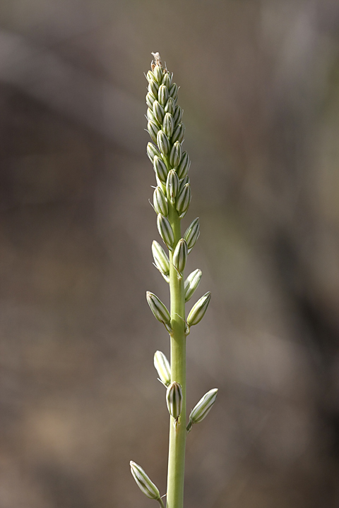 Изображение особи Eremurus inderiensis.