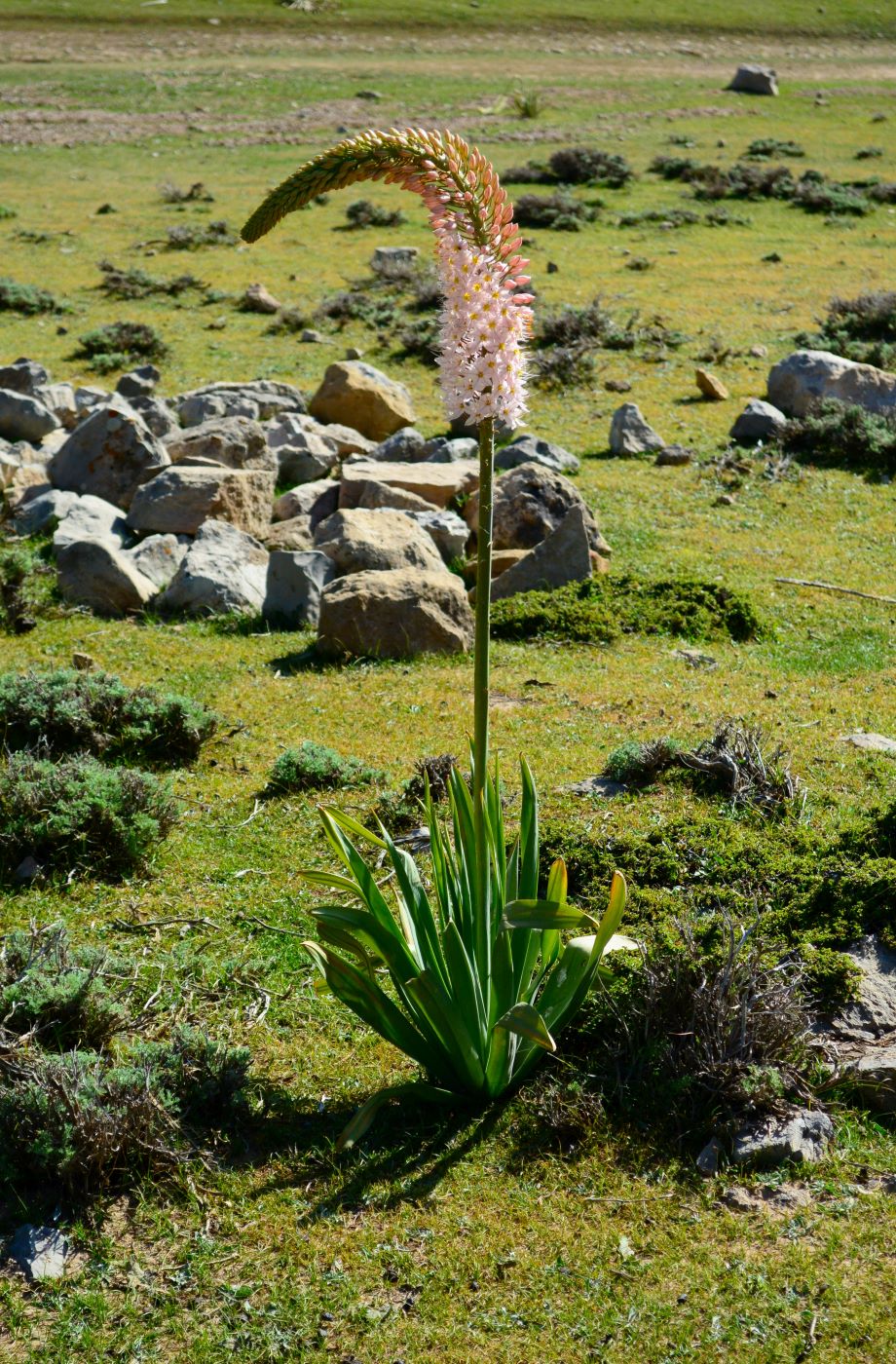 Image of Eremurus robustus specimen.