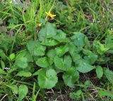 Ligularia alticola