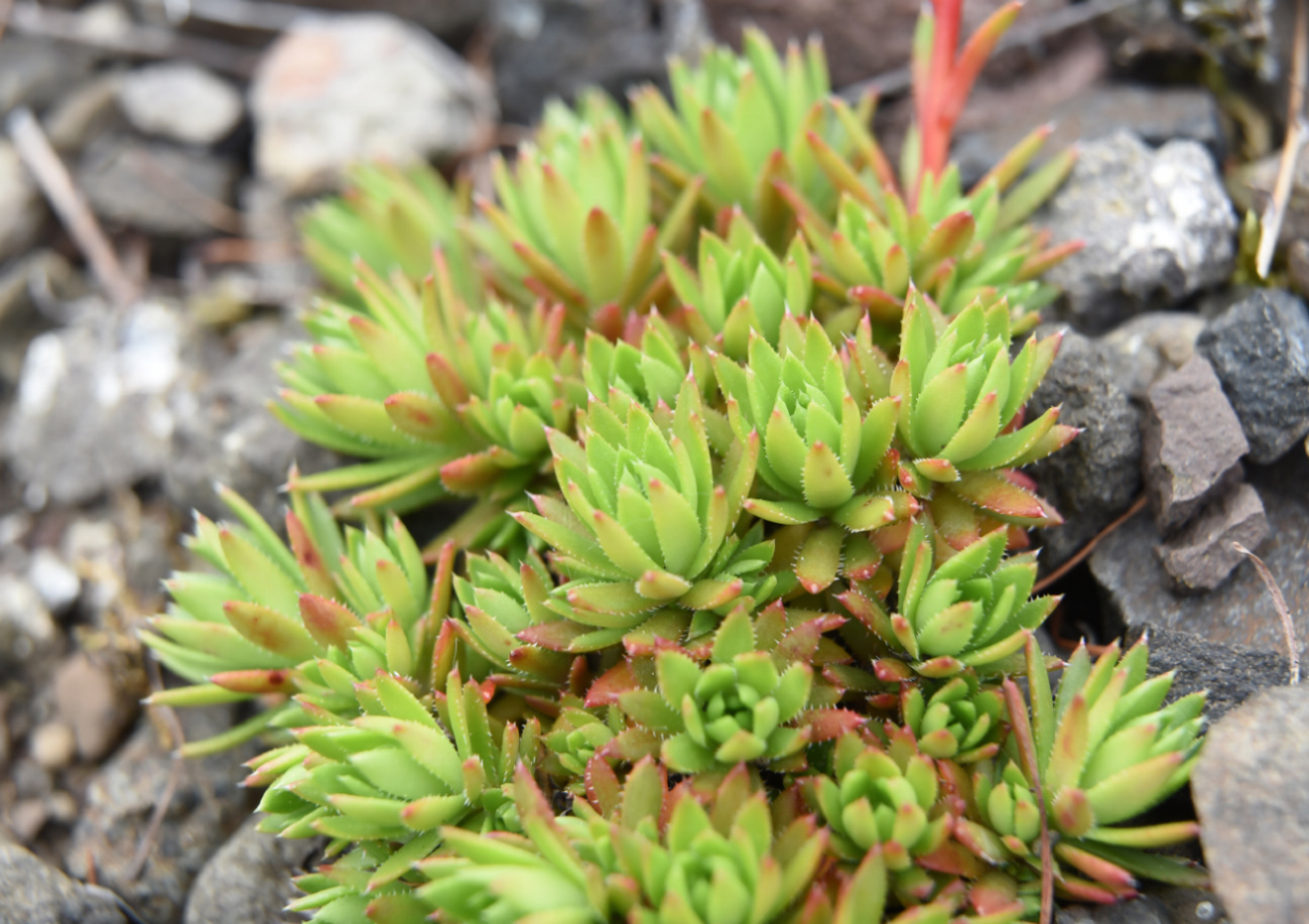 Изображение особи Saxifraga funstonii.